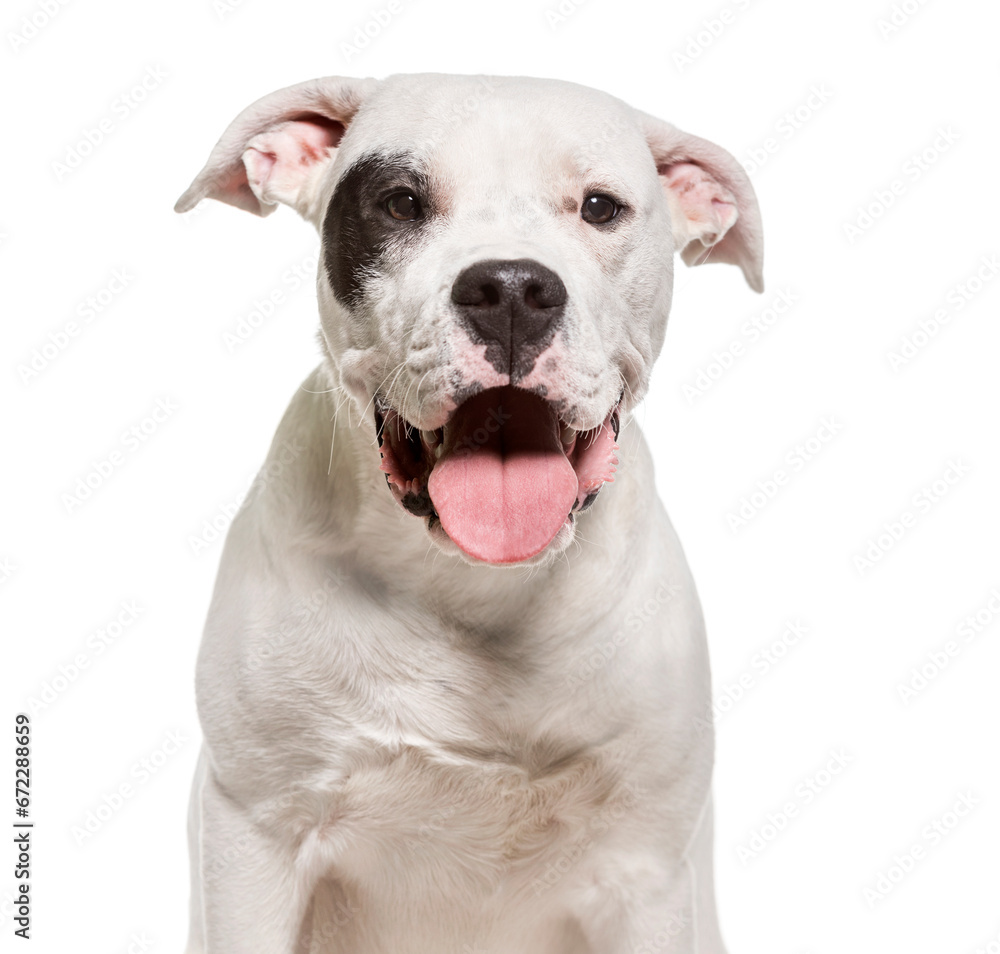 Dogo Argentino, Dog, pet, studio photography, cut out