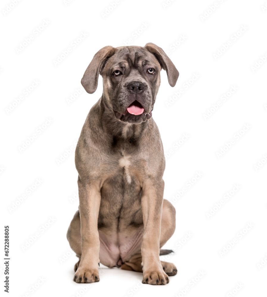 Sitting and panting Cane Corse Dog, cut out Sitting and panting Cane Corse Dog, cut out