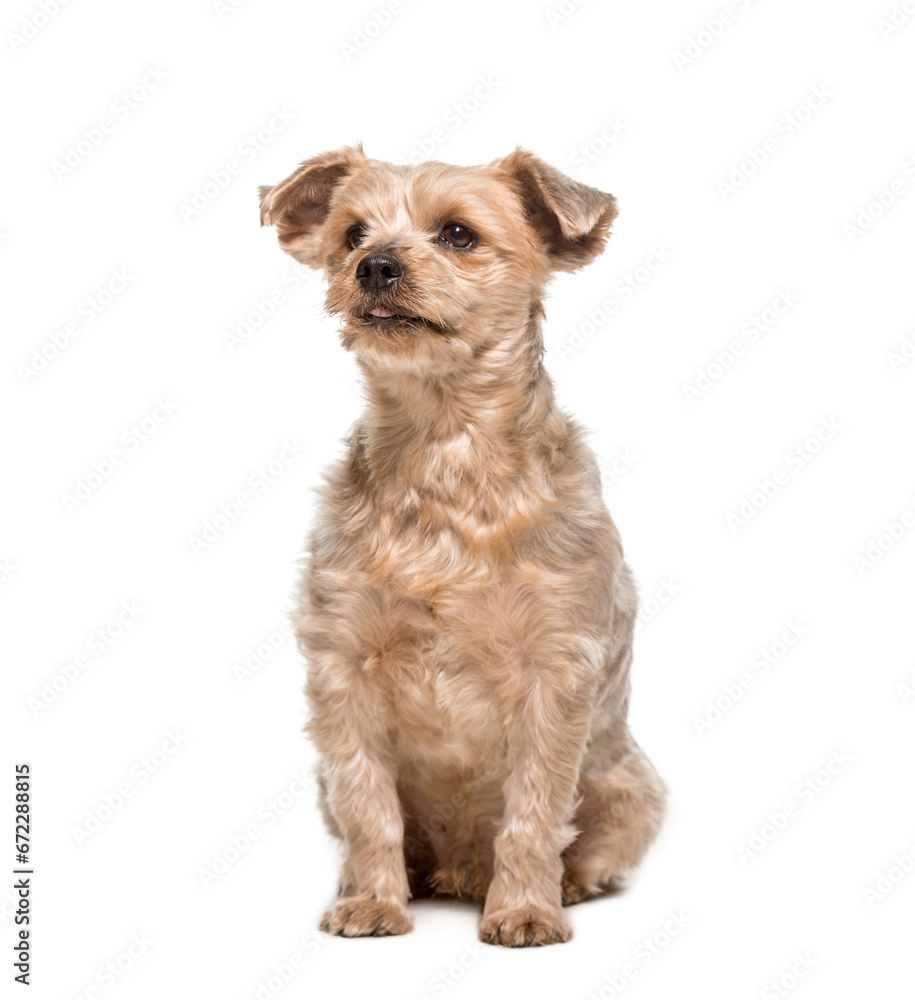 Sitting Yorkshire Terrier Dog isolated on white Sitting Yorkshire Terrier Dog isolated on white