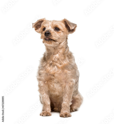 Sitting Yorkshire Terrier Dog isolated on white