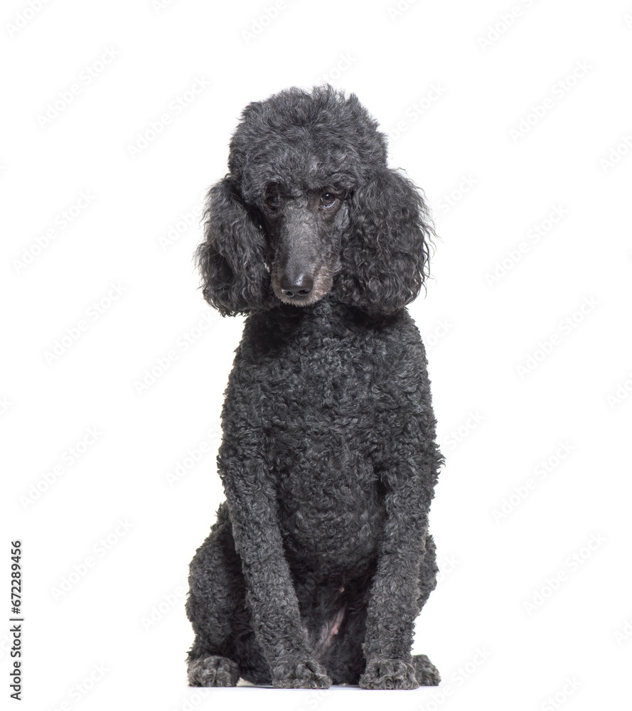 Sitting Poodle in front of a white background Sitting Poodle in front of a white background