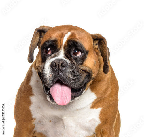 Close-up of boxer dog panting, cut out © Eric Isselée