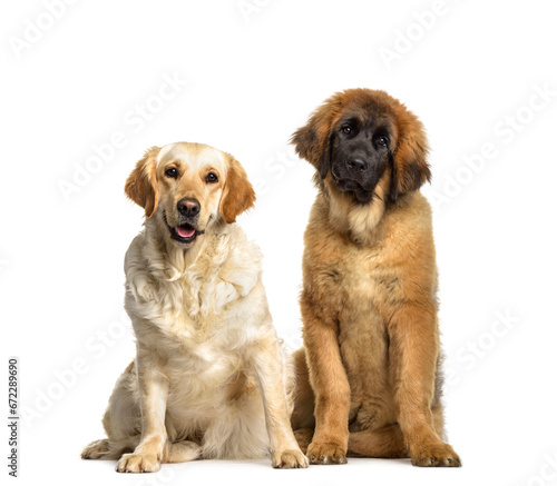 Leonberger and Labrador Retriever dogs sitting, cut out