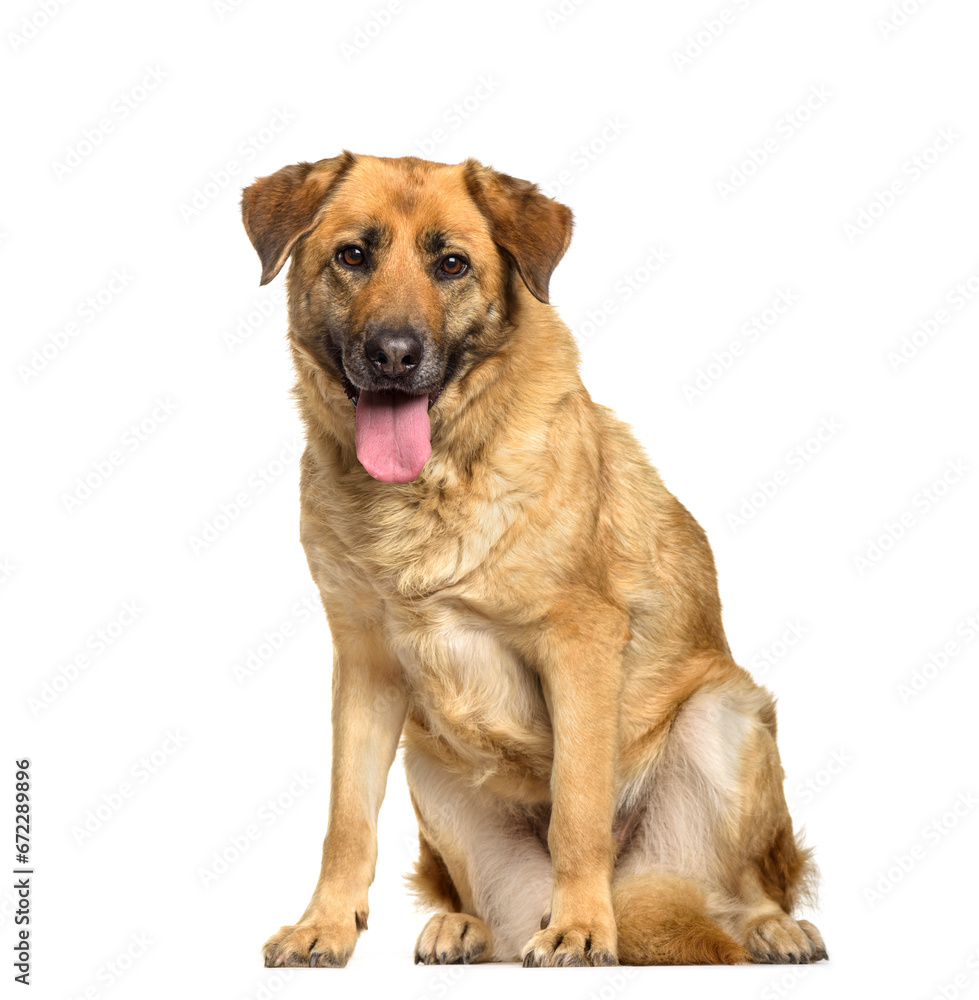 Mixed-breed dog sitting and panting, cut out Mixed-breed dog sitting and panting, cut out