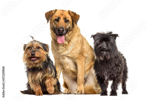 Mixed-breed dogs panting, standing, cut out