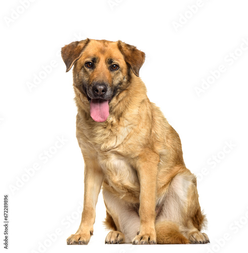 Fototapeta Naklejka Na Ścianę i Meble -  Mixed-breed dog sitting and panting, cut out
