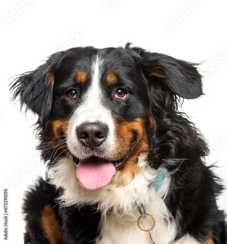 Close-up of a panting Bernese Mountain Dog, Isolated