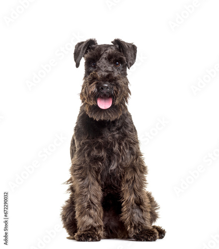 Schnauzer dog sitting and panting, cut out