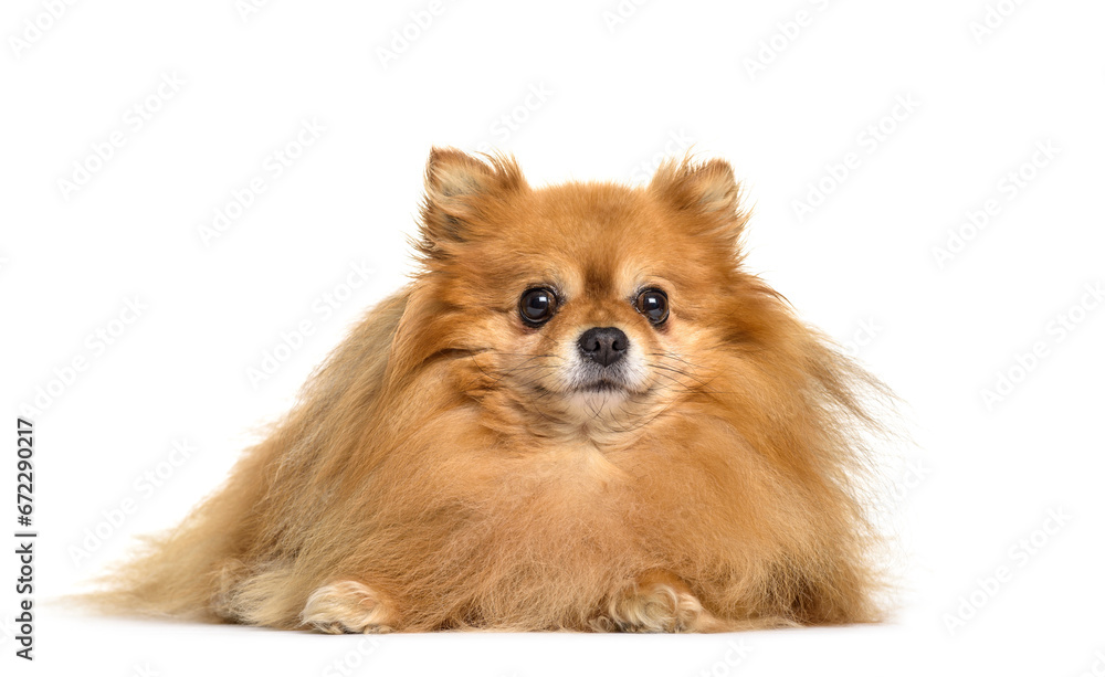 Obraz premium Pomeranian dog lying, cut out