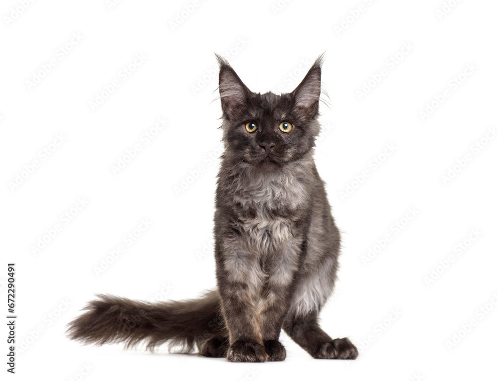 Maine Coon cat standing, cut out