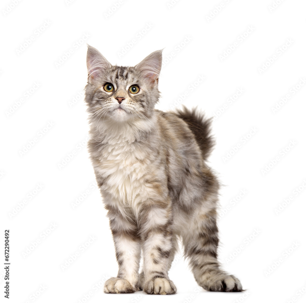 Maine Coon cat standing, cut out