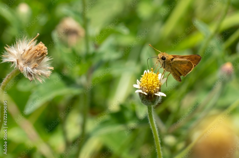 Close-up of a Southern broken dash butterfly standing on a white flower Close-up of a Southern broken dash butterfly standing on a white flower