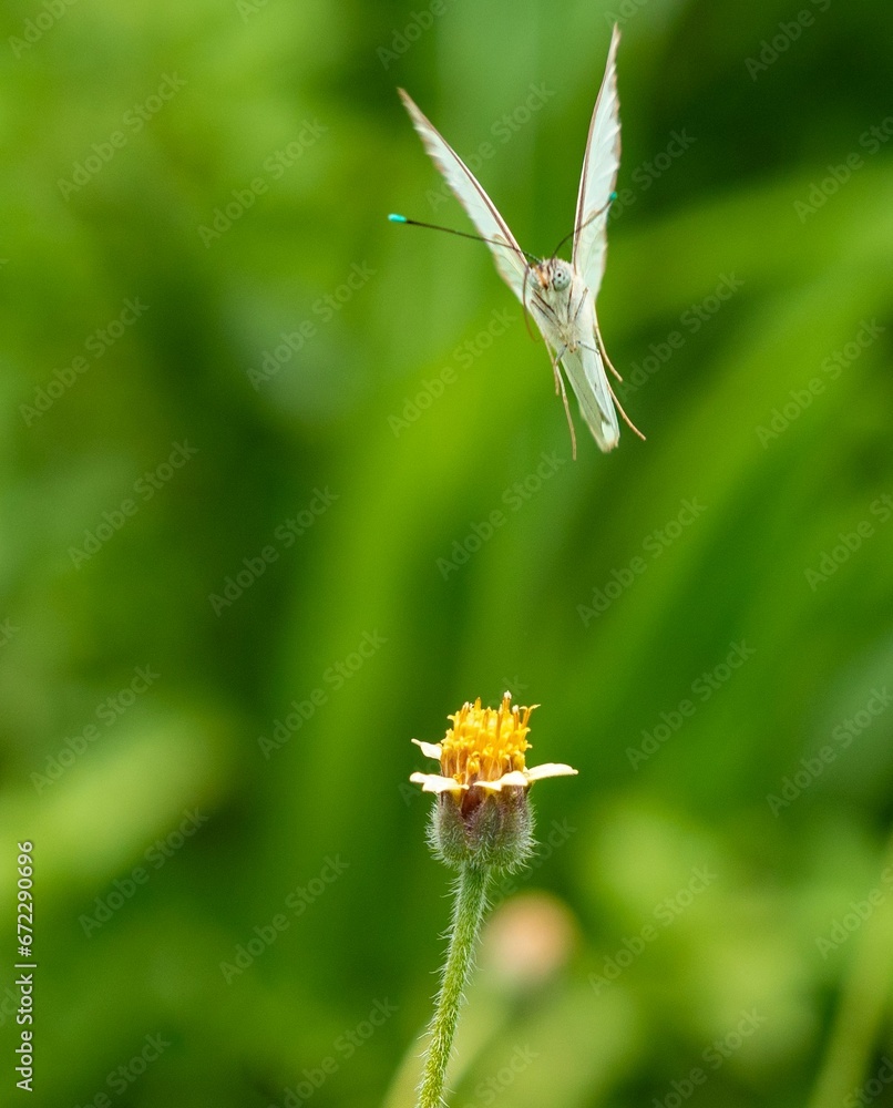 Close-up of an Ascia butterfly landing on a flower Close-up of an Ascia butterfly landing on a flower