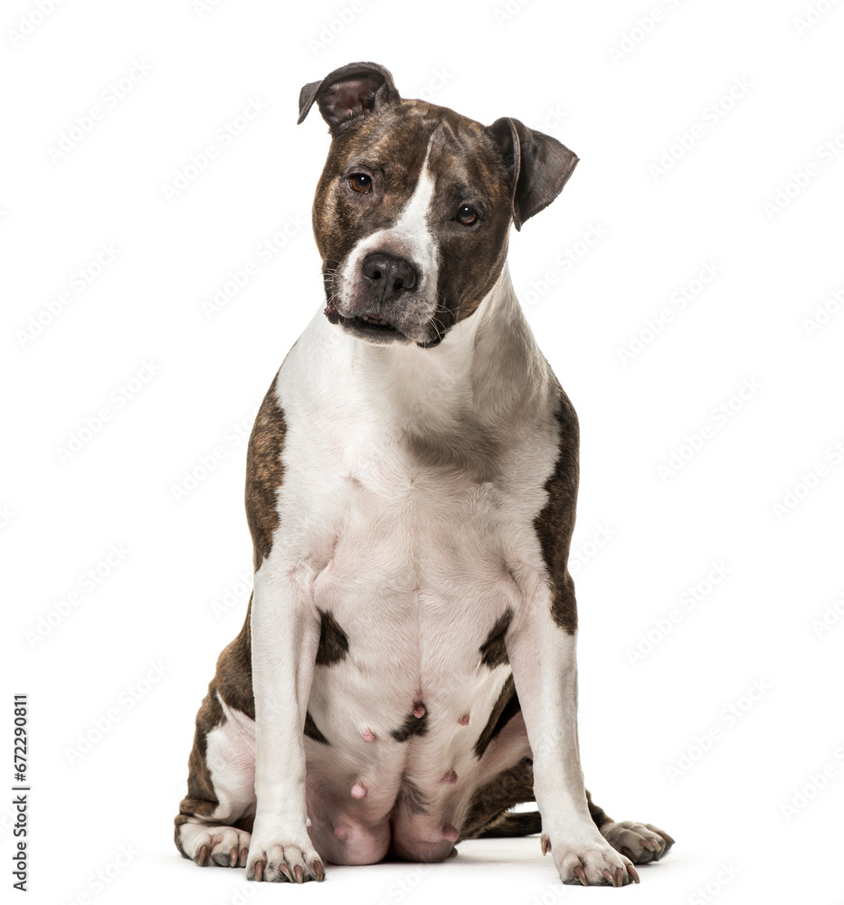 American Staffordshire Terrier dog sitting, cut out American Staffordshire Terrier dog sitting, cut out