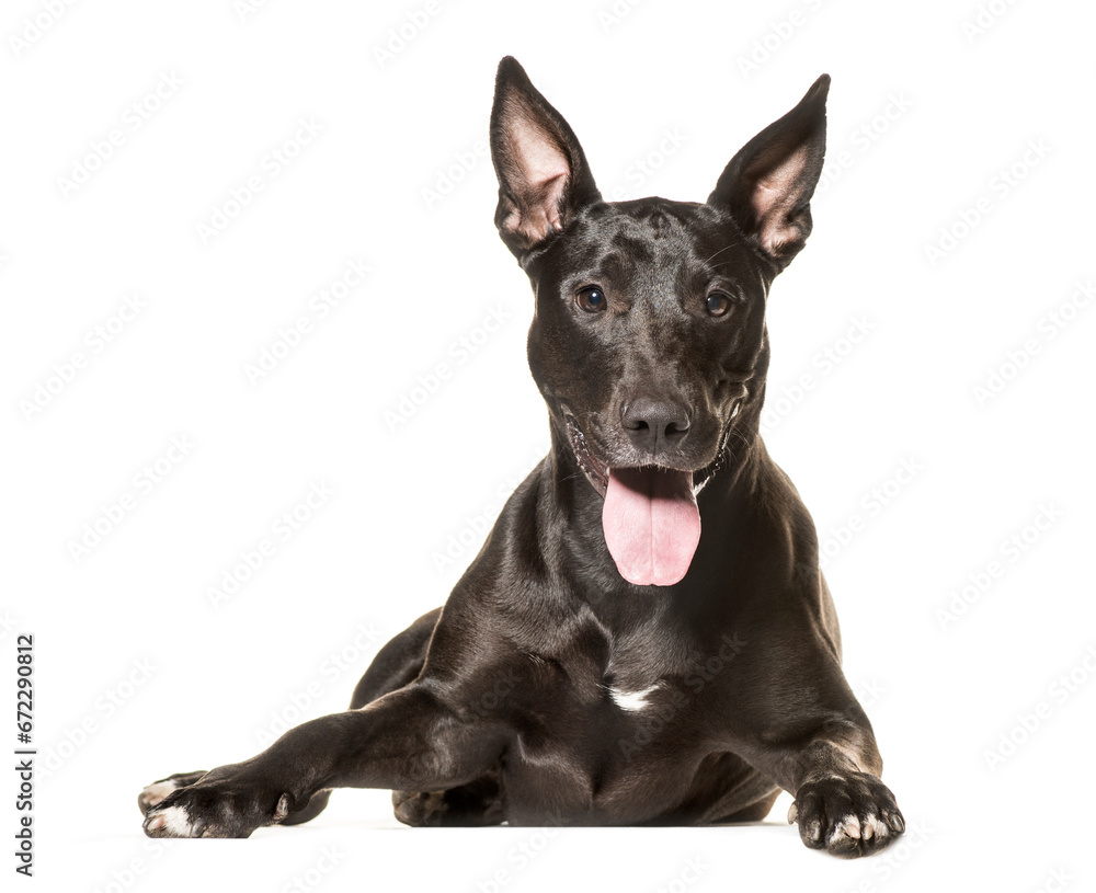 Mixed-breed dog lying and panting, cut out