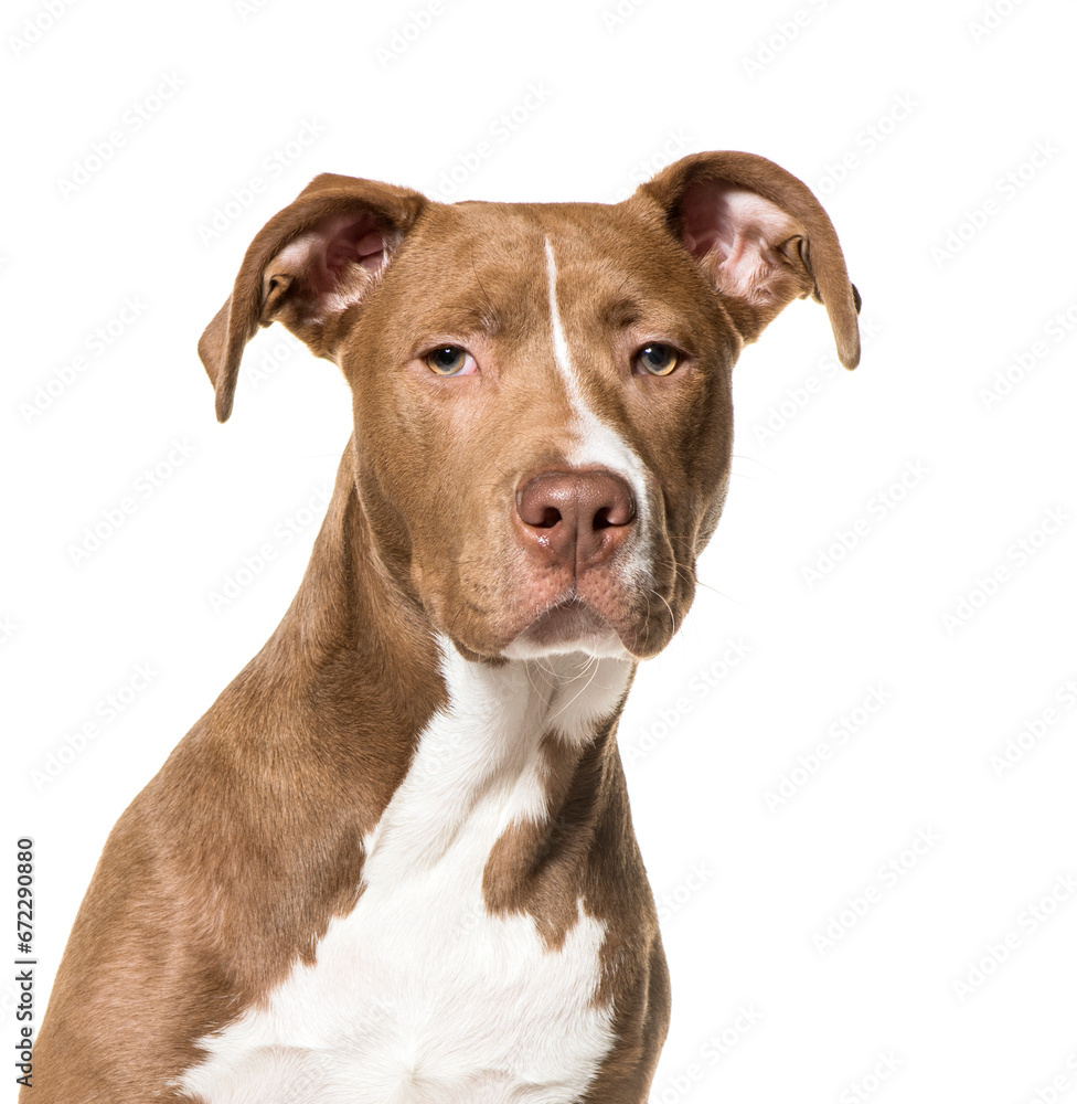 Close-up of american Pit Bull Terrier, cut out