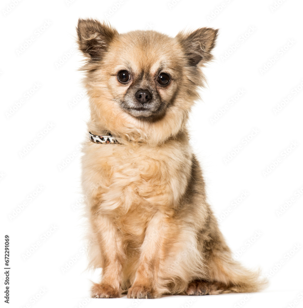 Mixed-breed dog sitting, cut out