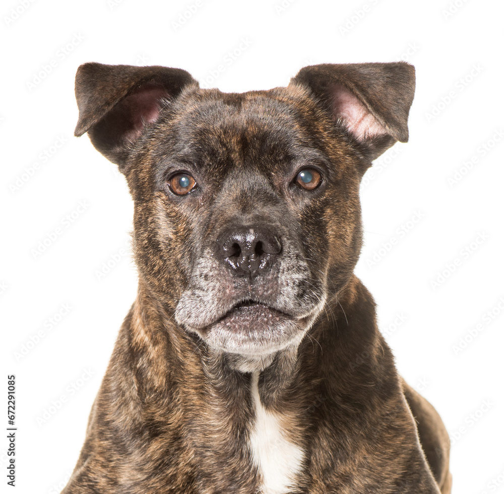 Close-up of american Staffordshire Terrier dog, cut out