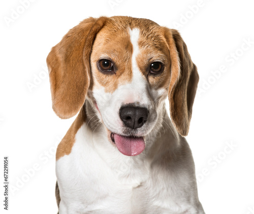 Close-up of beagle dog panting, cut out