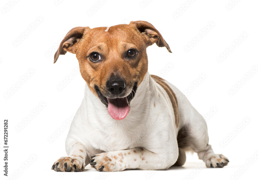 Jack Russell Terrier dog, lying and panting, cut out