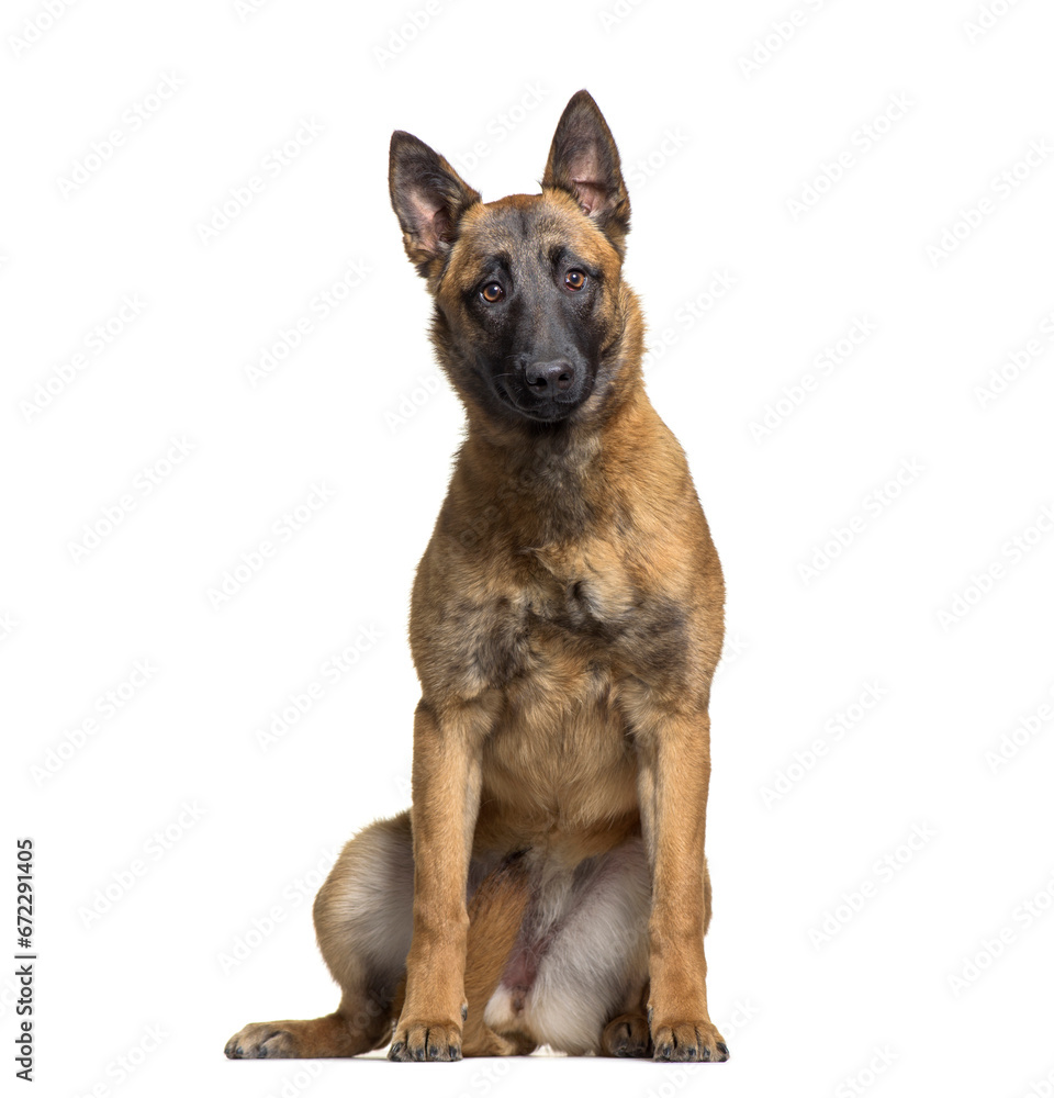 Malinois dog sitting, cut out