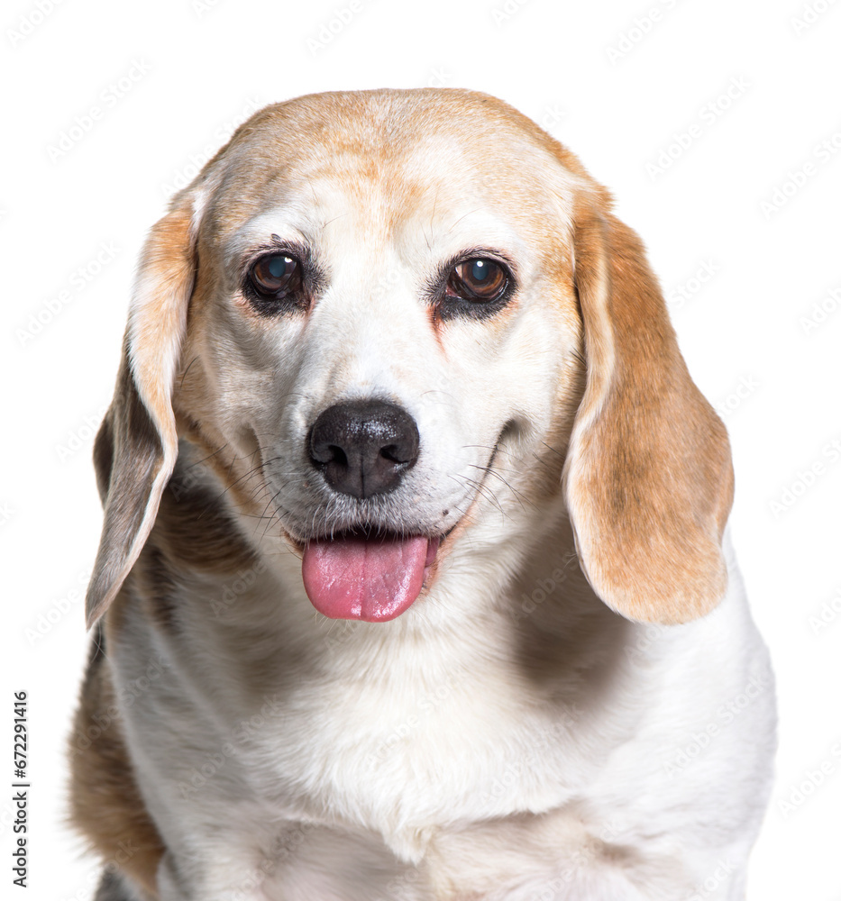 Close-up of a old Beagle Dog panting, cut out
