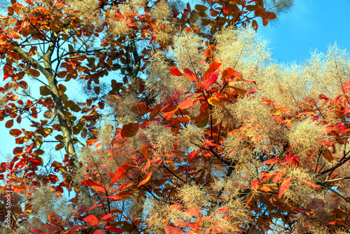 Cotinus coggygria, rhus cotinus, smoketree, smoke tree, smoke bush, or dyer's sumach is a species of flowering plant. Natural green and pink flower background
