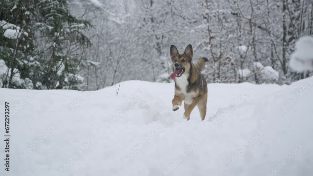 Playful young dog runs back to catch a flying snowball in heavy winter snowfall. A cute and excited doggo is running back and forth on the fresh snow while playing during winter walk in snowy nature. Playful young dog runs back to catch a flying snowball in heavy winter snowfall. A cute and excited doggo is running back and forth on the fresh snow while playing during winter walk in snowy nature.