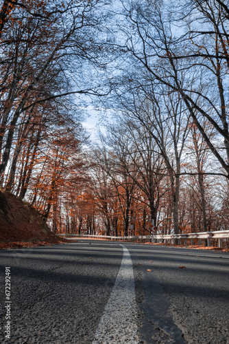 Road through the autumn forest © tarasov_vl