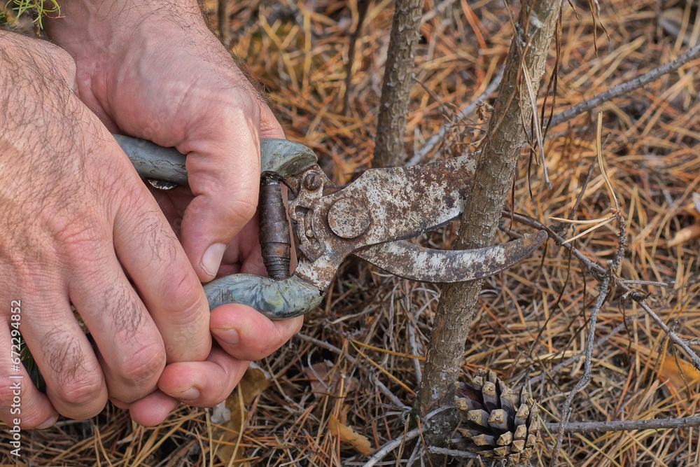 hands hold a gray metal rusty pruner cutting a brown dry branch on a bush in nature