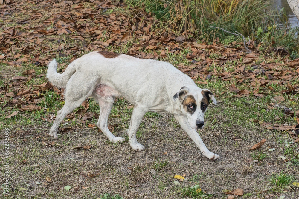 one big white thin stray dog with a spotted head and blue eyes stands on the gray sand near the green grass in the street