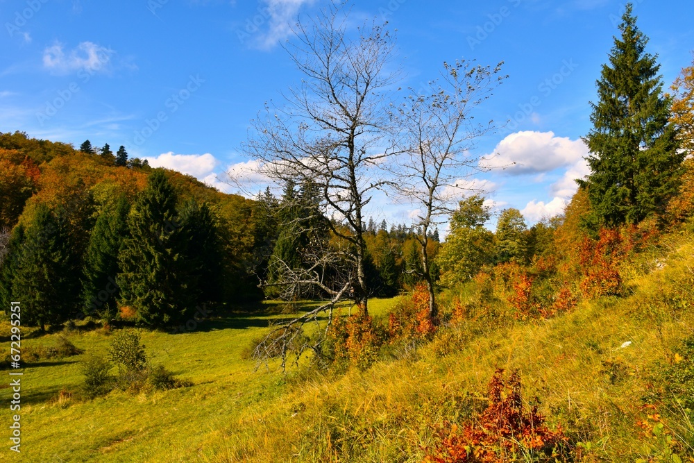 Naklejka premium Meadow at Kocevski Rog, Slovenia in autumn colors