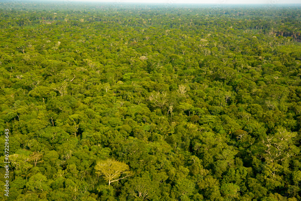 carpet, the immensity of the largest tropical forest in the world