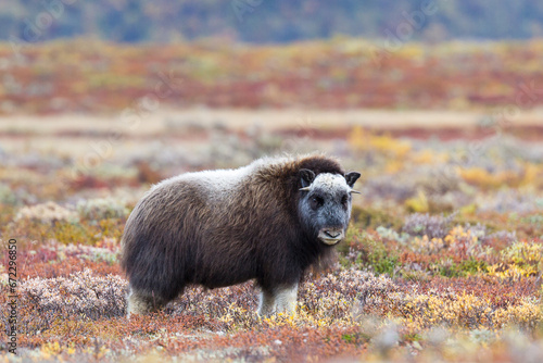 Norvége ,parc national de Dovrefjell ,jeune bœuf musqué photo