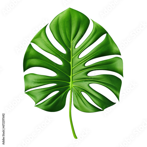 Palm leaf on transparent background