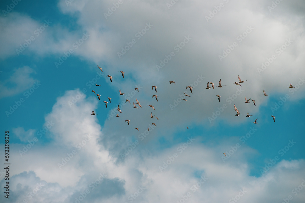 Fototapeta premium Flock of sandpipers flying 