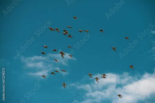 Flock of sandpipers flying  © Nature Studio 33