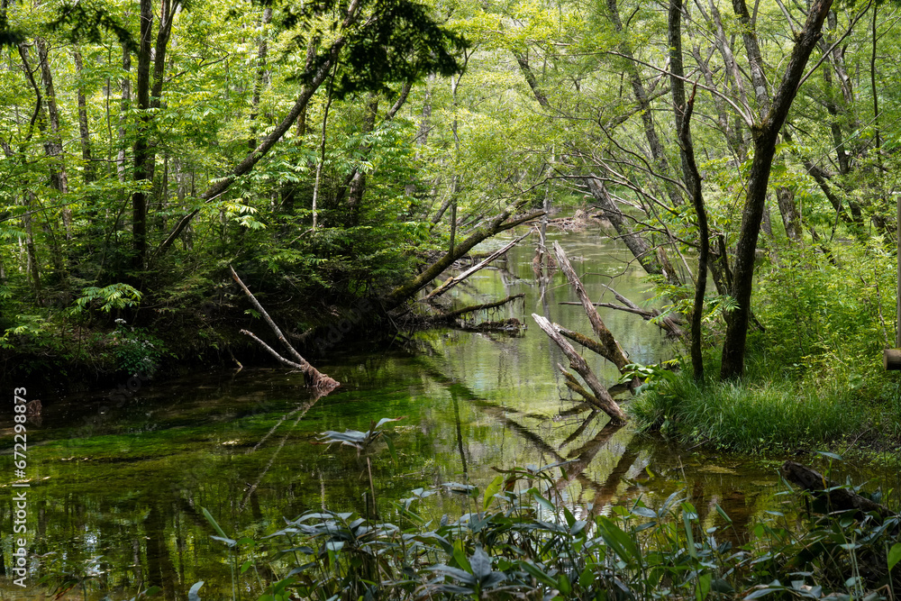 dead tree branches in forest