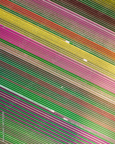 Tulips fields in The Netherlands - Aerial view of blooming tulips in spring v1