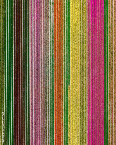 Tulips fields in The Netherlands - Aerial view of blooming tulips in spring v2 © mitevisuals