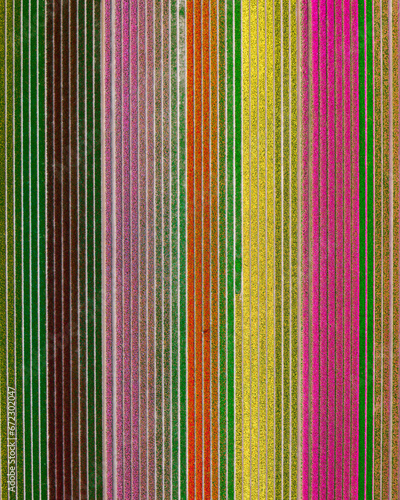 Tulips fields in The Netherlands - Aerial view of blooming tulips in spring v2