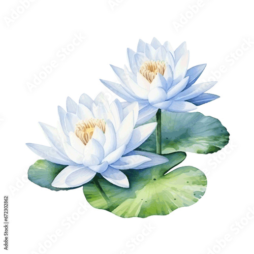Beautiful lotus water lilly with leaves for card design watercolor paint on white background