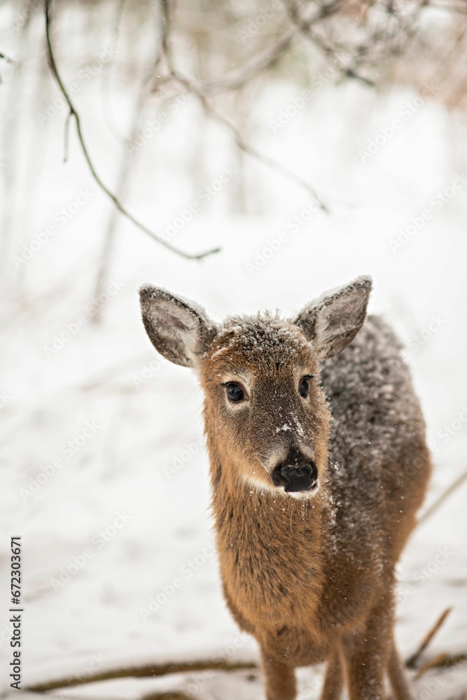 Young deer standing in a wintery landscape covered in white snow