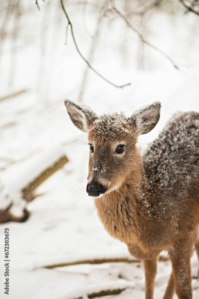Young deer stands in a winter forest, its white coat of fur contrasting Young deer stands in a winter forest, its white coat of fur contrasting