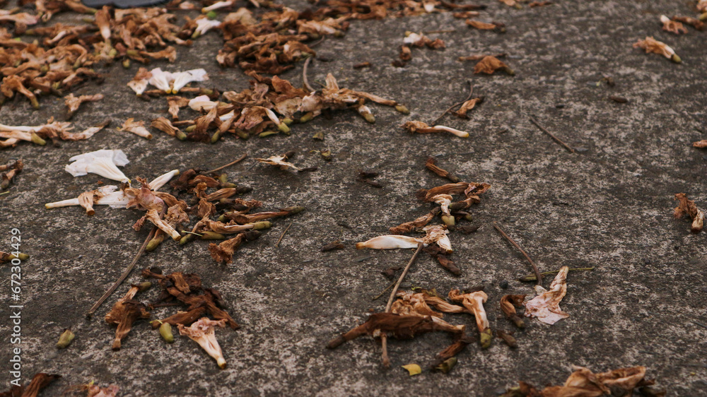 background of fallen leaves on the asphalt in the city