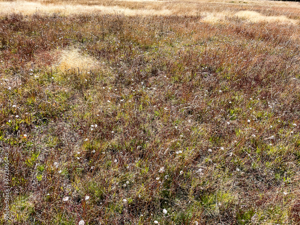 Endangered Mountain Dandy Lions in a Field the California dandelion (Taraxacum californicum)