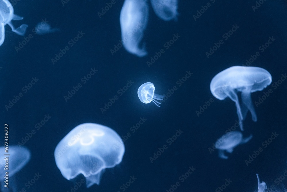 School of jellyfish gliding gracefully in the depths of the ocean against a dark backdrop. School of jellyfish gliding gracefully in the depths of the ocean against a dark backdrop.