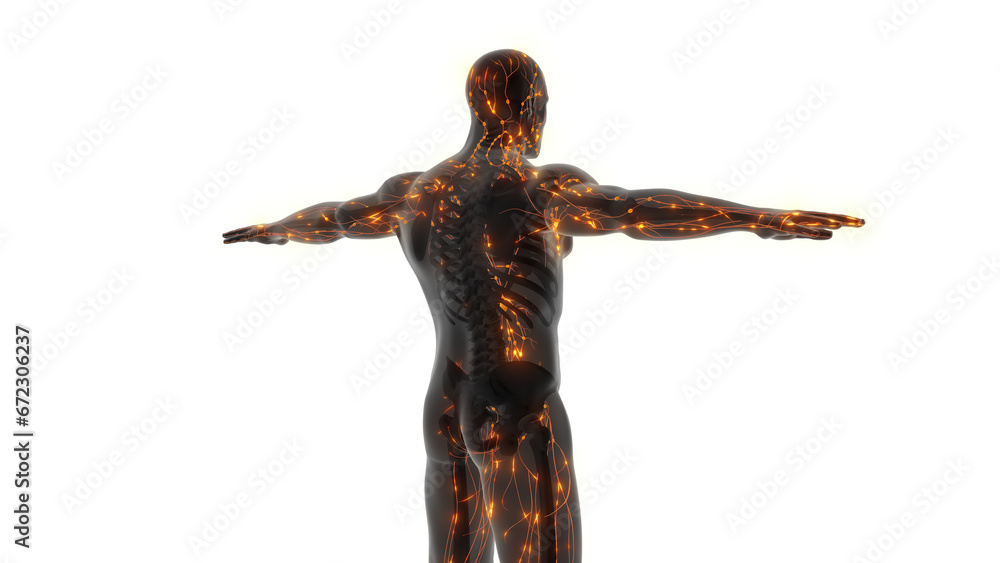 Internal Anatomy of the Human Lymphatic System Internal Anatomy of the Human Lymphatic System