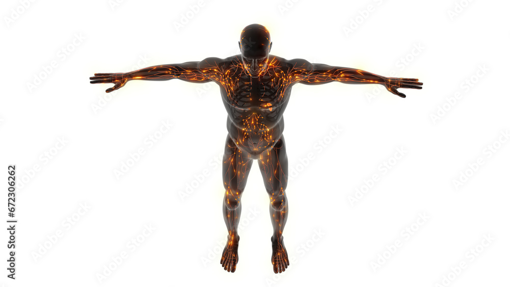 Lymphatic System Internal Anatomy in human Body Lymphatic System Internal Anatomy in human Body