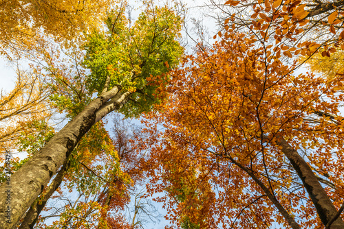 Crowns of trees in the autu...